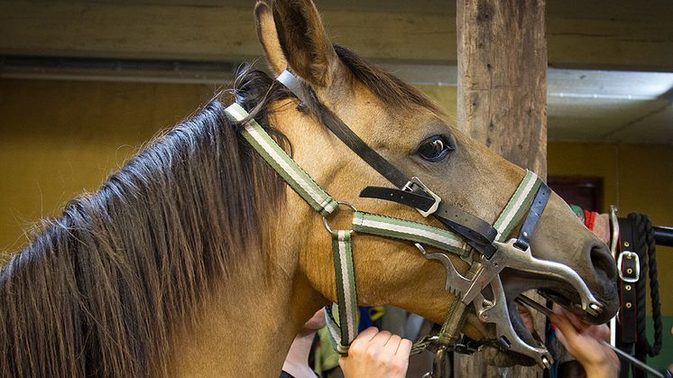 En hästmun är väldigt komplex och en frisk mun kan se väldigt olik ut från häst till häst. 