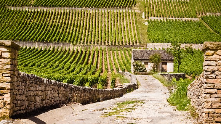 Tillfällig Lansering: Bouchard Pere & Fils Bouchard Père & Fils Beaune-Grèves 1er Cru Vigne de L'Enfant Jésus 2020