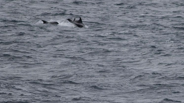 White beaked dolphin Kvitnos