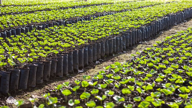 Klimattåliga kaffebuskar som även visats kunna ge mer än dubbelt så stor skörd som traditionella plantor