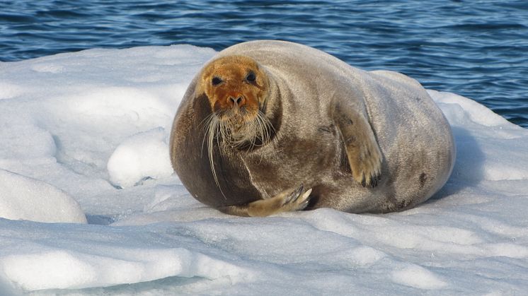 Sjøpattedyr er sårbare for både miljøgifter og klimaendringer (Foto: Anita Evenset/Akvaplan-niva).