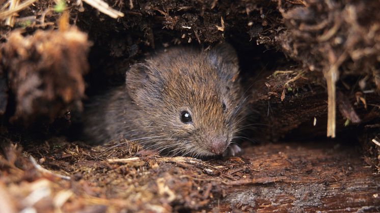 Bild på en sork. Fotograf: Jörgen Wiklund