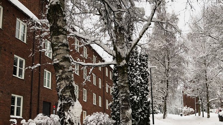 Bli med på visning på Sogn Studentby tirsdag 23. januar. (Foto: Astri Åmellom Brøto / SiO)