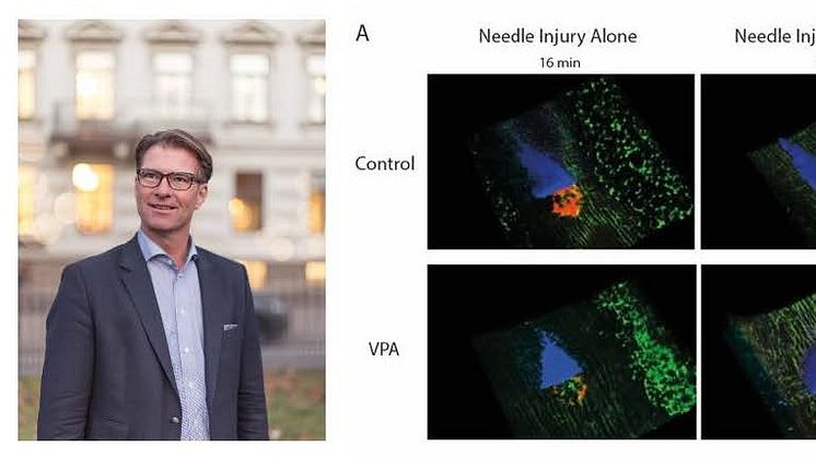 Viktiga in vivo-resultat banar väg för klinisk studie