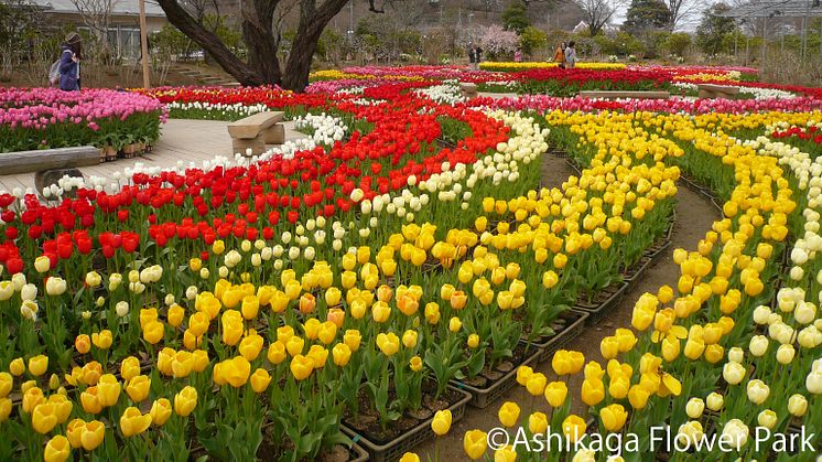 Asshikaga Flower Park(8)