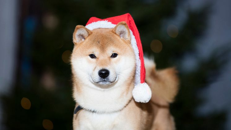 Gör eget julgodis till hunden