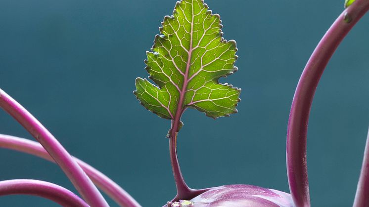 Leaf growing out of purple kohlrabi