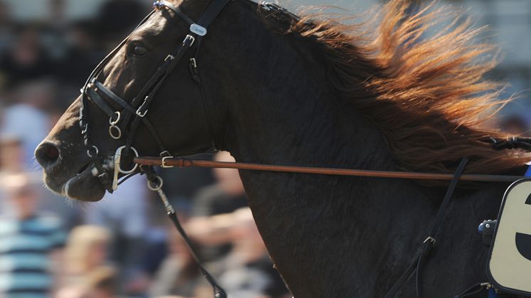 Jackpot när Romme är värd för E3- och V75-finaler