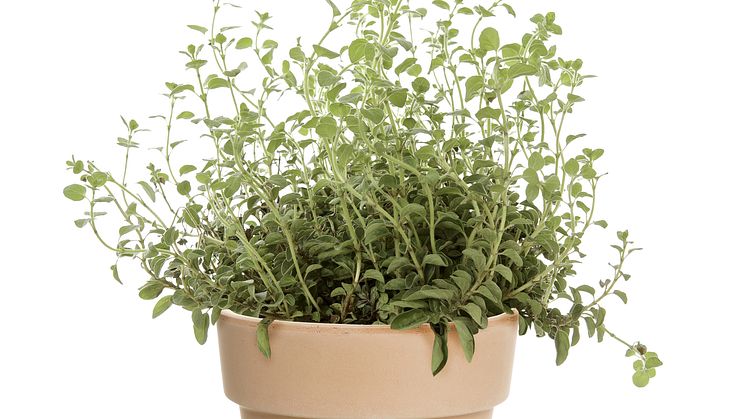 Oregano kryddväxt