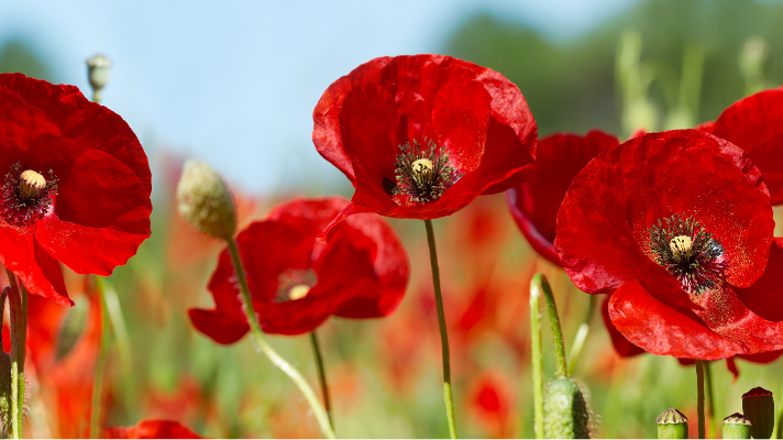 Living Legacies of the First World War: The North East and Beyond