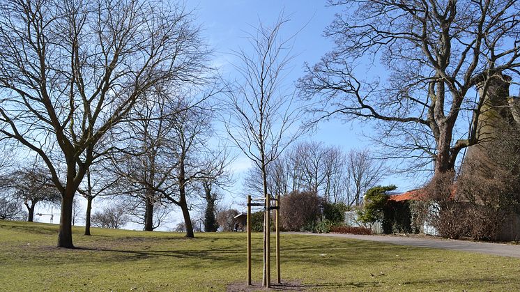 Japansk zelkova