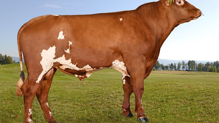 Popular A2A2 Norwegian Red sire 12062 Brumunddal-PP available from August 2020. Photo: Geno.