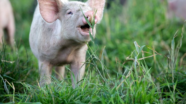 Boom för KRAV-märkta grisar ger 5-årsavtal