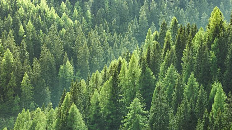 Skogsmarksprisstatistik visar - skogen, en stabil tillgång i oroliga tider!