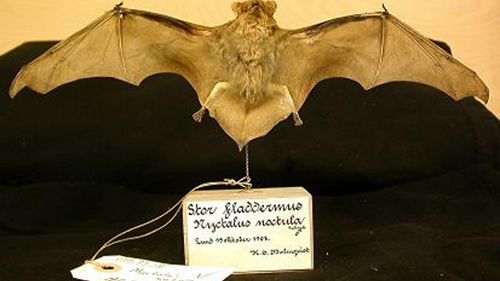Stor fladdermus ur Naturhistoriska riksmuseets samlingar