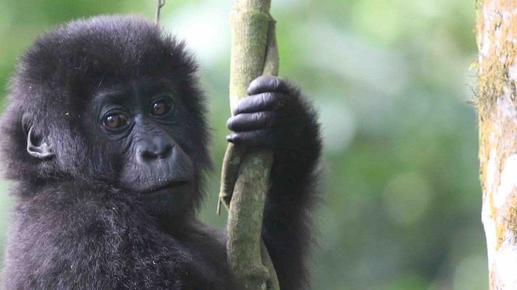 Den ståtliga östliga låglandsgorillan har drastiskt minskat i antal de senaste två årtiondena. Minskningen har lämnat ett stort avtryck i genomet hos den här starkt hotade apan.  Credit: Amy Porter, Dian Fossey Gorilla Fund International