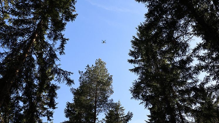 Inspirerande event om visualisering och skog