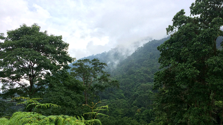 Pico Bonito i Honduras er smukt men konflikterne omkring skoven er grimme. 