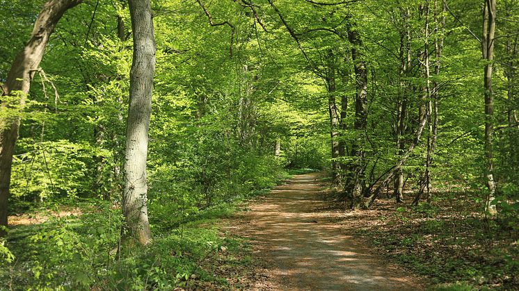 I Björka skog finns spännande sluttningar, orkidéer, ängsmark och fuktlövskog. Några av träden är över 200 år. 