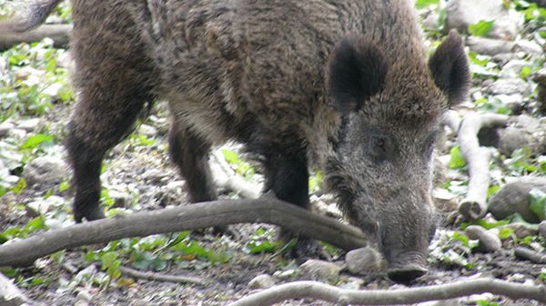 Viltkött – ett naturligt klimatsmart kött