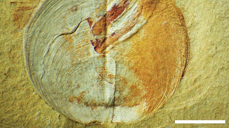 Fossil armfoting med parasiter