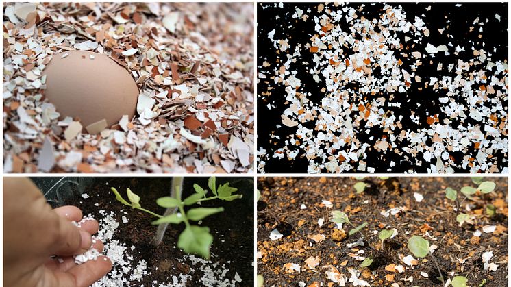 Eggshells become fertiliser in project that reduces Geenfood’s food waste