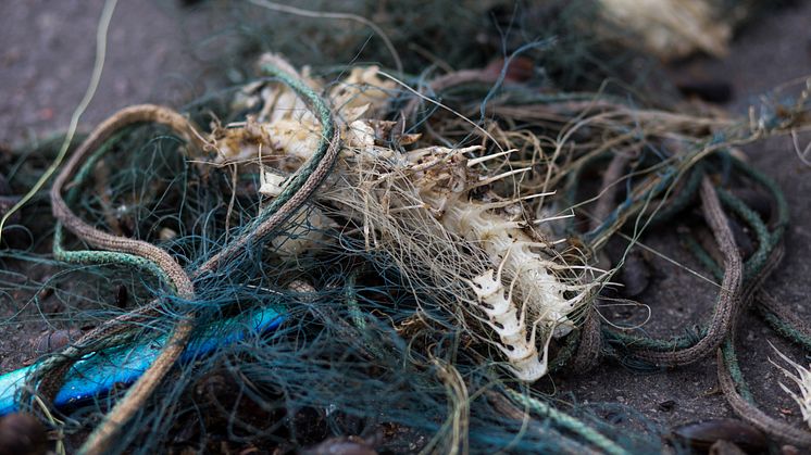 Med spökgarn menas förlorade fiskenät och trålar som fortsätter att fiska utan att någon tar hand om fångsten. Foto: Håll Sverige Rent