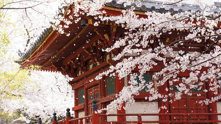The Koedo Kawagoe Spring Festival Celebrates the Arrival of Springtime in Kawagoe, Japan