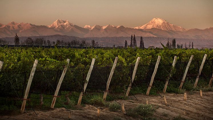 Lote Negro – höghöjdsodlad Malbec möter trendig Cabernet franc 