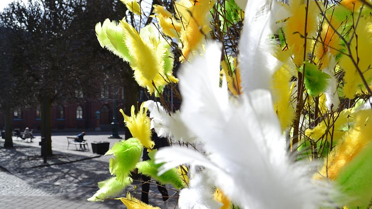 Påskris i Landskrona. Foto: Johan Alsén.