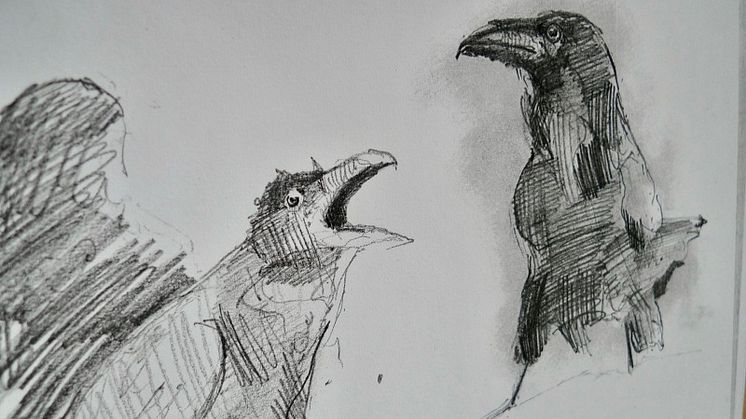 Above: Ravens illustration by Keiron, project participant