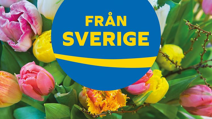 Bukett med svenska tulpaner för Tulpanens Dag, med märket Från Sverige