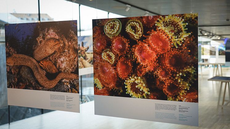 Kan kulturen gøre en forskel for klimaet - og hvordan? M/S Museet for Søfart inviterer til debat om kulturlivet og klimaet på torsdag d. 15. august. Foto fra museets særudstilling "Pristine Seas - bringer havet tilbage". 