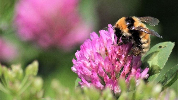 Med många blommor i åkerkanter och dikesrenar trivs pollinerande insekter, vilda djur, växter och bär ännu bättre. Det är nödvändigt för att vi ska kunna bromsa effekterna av klimatkrisen, säger Anna-Karin Karlsson, Norrmejeriers hållbarhetsdirektör.