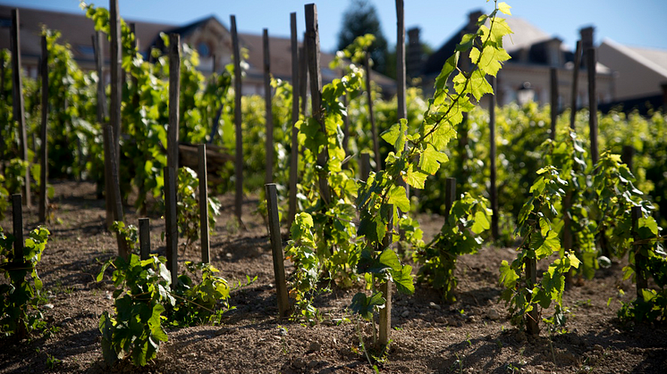 Vingården Clos St Jacques hos Bollinger