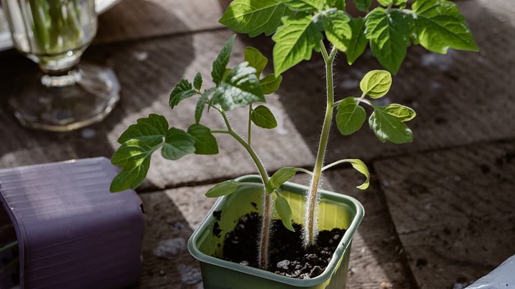 Tomatplanta i förodlingskruka från Weibulls