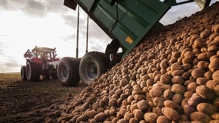 Nya användningsområden för potatis genom utvärdering med gensax