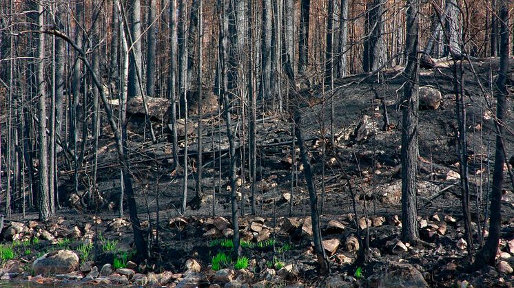 Tre miljoner kronor till att mäta hur skogsbranden påverkar vattenmiljön