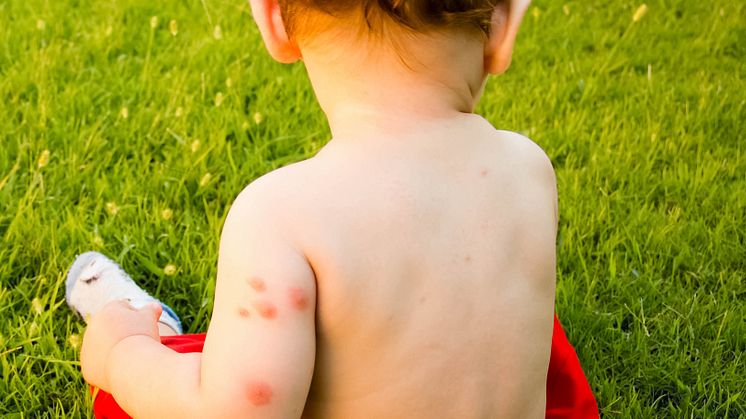 Dejeborna plågas av mygg – så här kan du skydda dig