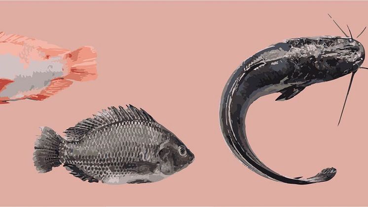 Fiskarna som föds upp enligt Gårdsfisks koncept är varmvattenlevande sötvattensfiskar som röd och svart Rödstrimma, som är vanliga i Asien och Afrika, samt Clarias som är en malfisk.