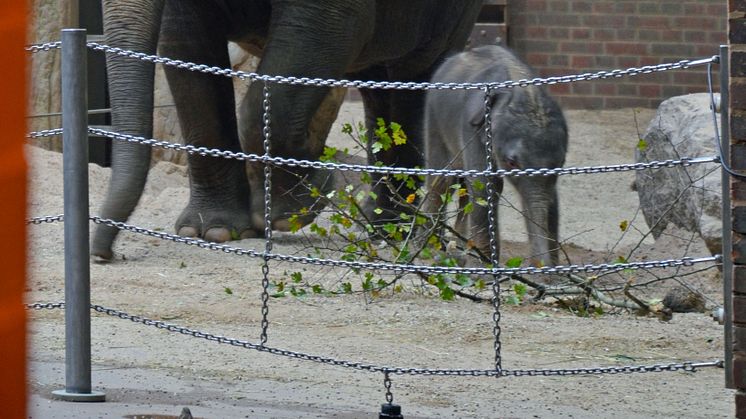 Zoo Leipzig - Elefantenkuh Pantha mit Kalb