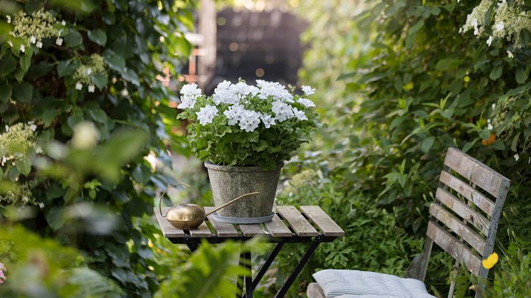 Pelargoner i trädgården