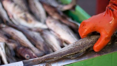 Svenska kvoten för torsk i Kattegatt redan slut - HaV stoppar årets fiske
