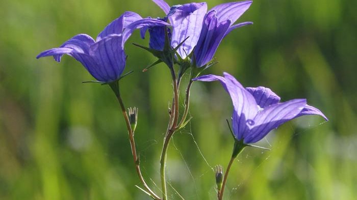 Slåtterdag vid Naturens hus i Örebro