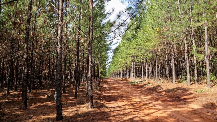 10.000 ha eigene Wälder als nachhaltige u. nachwachsende Rohstoffquelle. Faber-Castell produziert weltweit klimaneutral / Bildverwendung für red. Zwecke unter Beachtung ggf. gen. Nutzungsbedingungen, mit Bildrechte-Hinweis, honorarfrei.