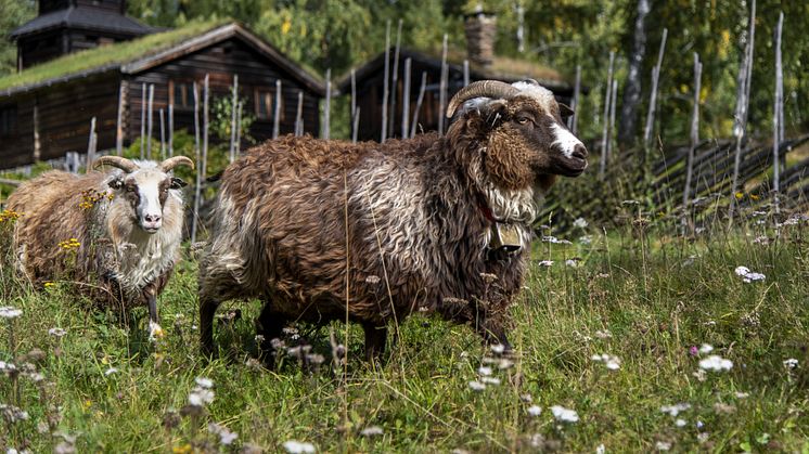 Gammelnorsk spælsau på beite på Maihaugen