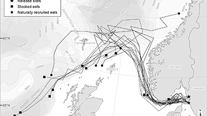 Även utplanterad ål hittar vägen till Sargassohavet