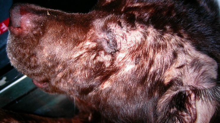 Labrador retriever with atopic dermatitis.