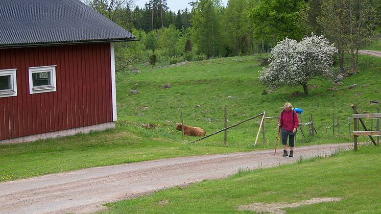 Pilgrimsvandring längs småländska byvägar