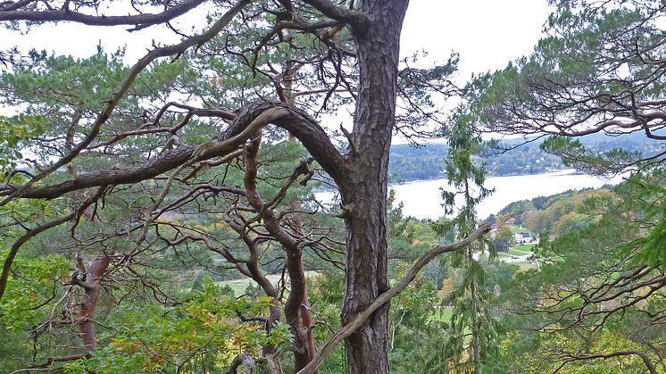 Korsviken, Ljungskile. Foto: Svante Hultengren/Naturcentrum AB